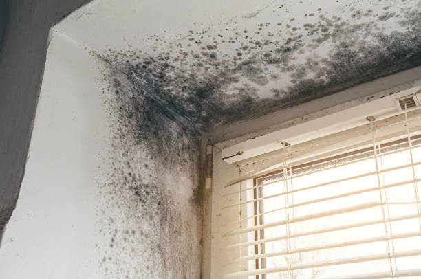 Affordable Mold Inspection And Testing solutions in Zebulon, NC
